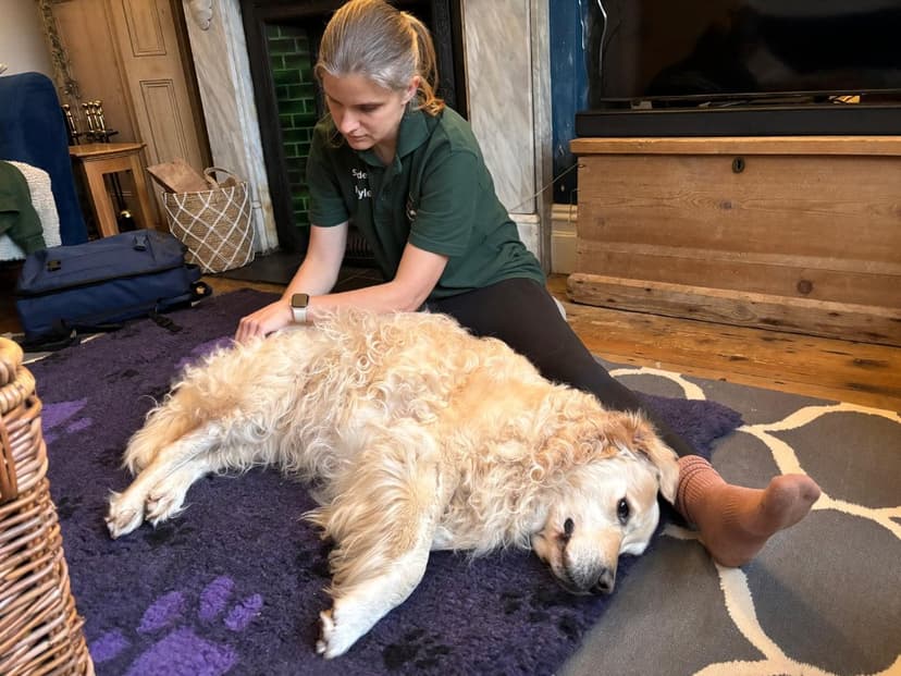 Canine massage therapy – therapist gently massaging a relaxed golden retriever